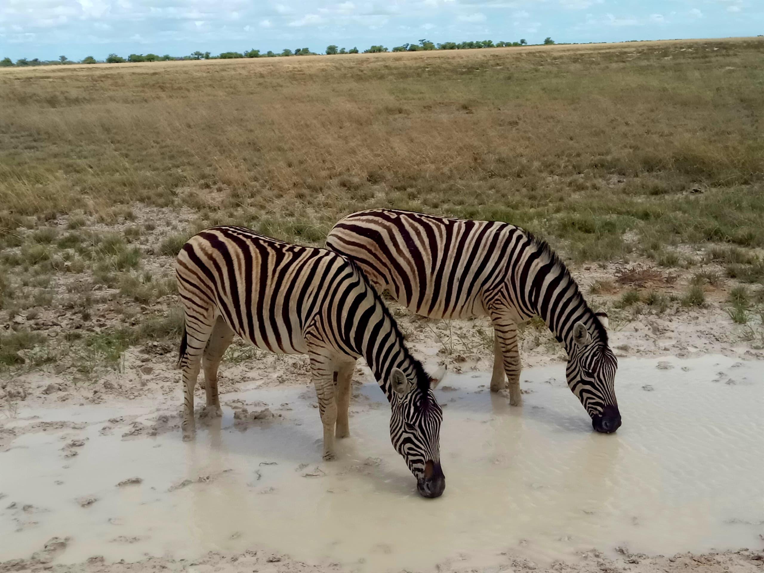 Wildlife